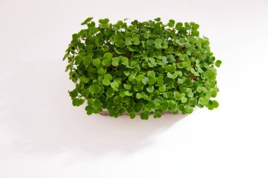 Beyaz arka planda izole edilmiş plastik bir kutuya yerleştirilmiş taze mikro yeşil. Yatay görüş. Metin için boşluk.