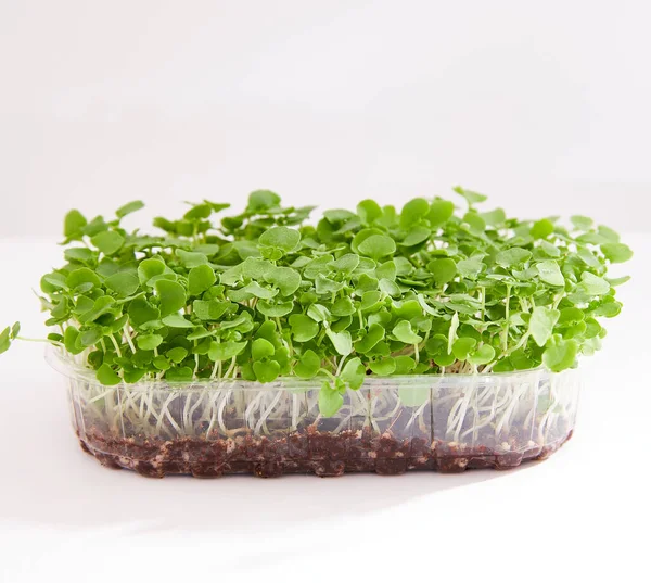 stock image Fresh micro green of a basil arranged in a plastic box isolated on white background. Space for text.