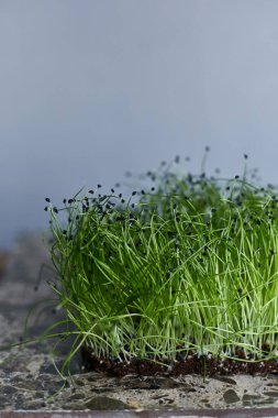 Gri arkaplanda izole edilmiş yeşil soğanlı bir mikro yeşil lahananın yakın plan görüntüsü.