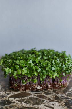 Gri arka planda izole edilmiş taze yeşil turp filizlerinin görüntüsü.