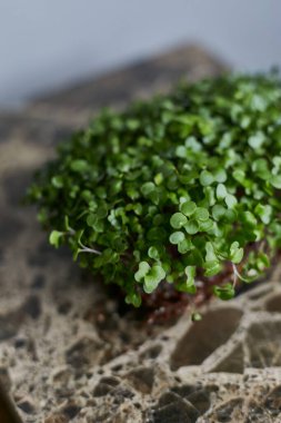 Gri arka planda izole edilmiş taze yeşil turp filizlerinin yakın plan görüntüsü.