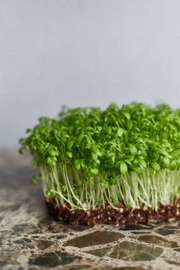 Gri arka planda izole edilmiş taze yeşil lutein lahanasının yakın plan görüntüsü. Dikey görünüm.