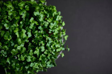 Taze yeşil bitki mikro turpu siyah arka planda yetişir. Mesaj için yer var. Yatay görünüm.