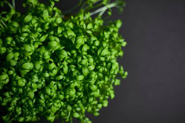 Taze yeşil bitki mikro lutein siyah arka planda yetişir. Mesaj için yer var. Yatay görünüm.