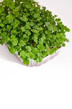 Beyaz arka planda izole edilmiş plastik bir kutuya yerleştirilmiş taze bir mikro yeşilin yakın çekimi. Dikey görünüm.