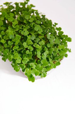 Beyaz arka planda izole edilmiş plastik bir kutuya yerleştirilmiş taze mikro yeşil. Dikey görünüm.