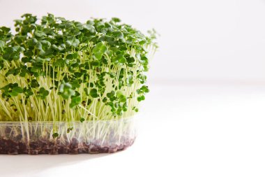 Beyaz arka planda izole edilmiş plastik bir kutuya yerleştirilmiş taze mikro yeşil bir su teresi. Yatay görüş. Metin için boşluk.