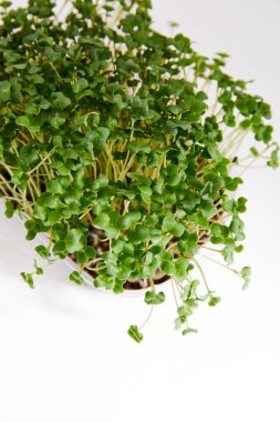 Beyaz arka planda izole edilmiş plastik bir kutuya yerleştirilmiş taze bir biyomikro yeşilin yakın çekimi. Dikey görünüm.