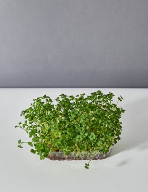 Beyaz ve gri arka planda izole edilmiş plastik bir kutuya yerleştirilmiş taze mikro yeşil bir su teresinin tam uzunluğu. Metin için boşluk.