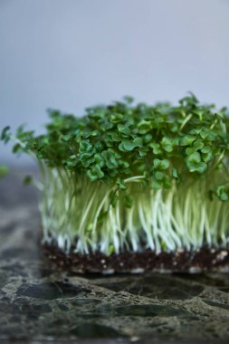 Gri arka planda izole edilmiş palmiye alt tabakası olan bir mikro yeşil filizin yakın plan görüntüsü. Dikey görünüm.