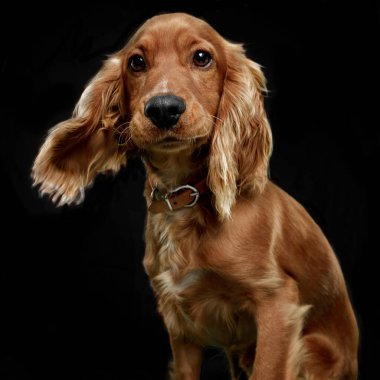 Siyah bir zemin üzerinde şirin bir coker spaniel isou 'nun yakın plan görüntüsü.
