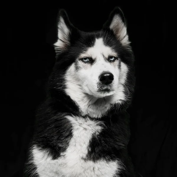 Närbild Husky Framför Svart Bakgrund — Stockfoto