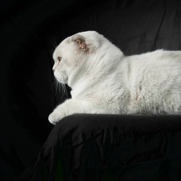 Obrázek Britského Plemene Cat White Barva Modrýma Očima Pohled Boku — Stock fotografie