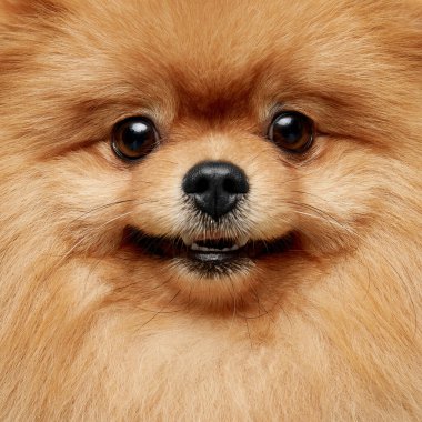 Pomeranian Spitz 'in şirin pofuduk köpeğinin yakın plan portresi, kameraya bakıyor..