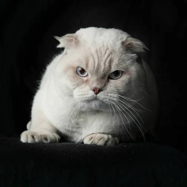 Portrét Britského Plemene Cat White Barva Modrýma Očima Pohled Boku — Stock fotografie