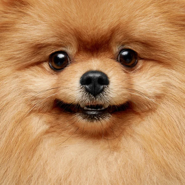 Retrato Close Cachorrinho Fofo Bonito Spitz Pomeraniano Olhando Para Câmera — Fotografia de Stock