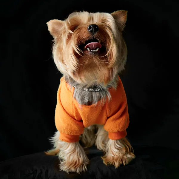 Full Längd Bild Gyllene Yorkshire Terrier Dog Står Svart Bakgrund — Stockfoto