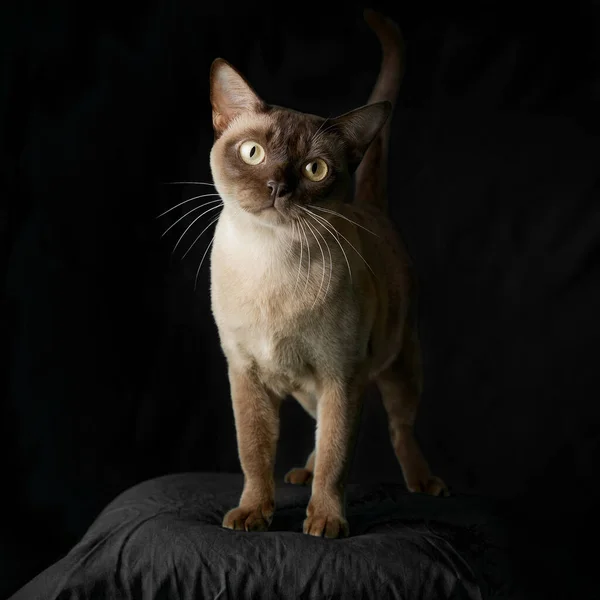 Kompletní Obraz Kočky Siameze Černém Pozadí Dívající Kamery — Stock fotografie