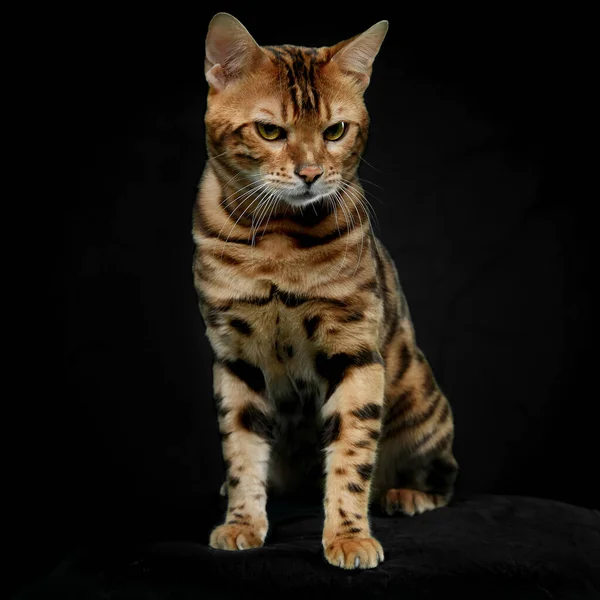 Full Längd Bild Bengal Katt Isolerad Svart Bakgrund — Stockfoto