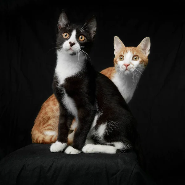 Plná Délka Přední Obrázek Dvou Zvědavý Kočka Černé Hnědé Izolované — Stock fotografie