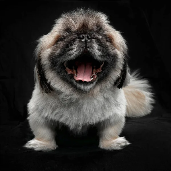 Full Längd Bild Leende Liten Lurvig Pekingese Poserar Studio Isolerad — Stockfoto