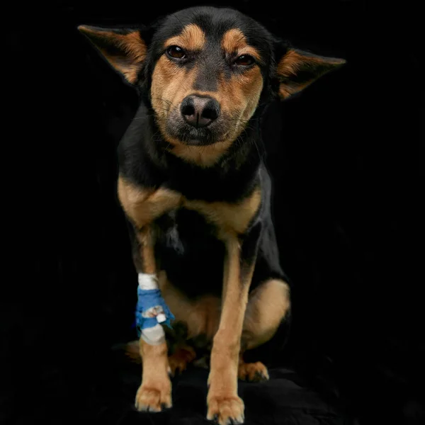 Dog with wounded leg in bondage looks at camera. Pet health, injuries, veterinary care, directly above image