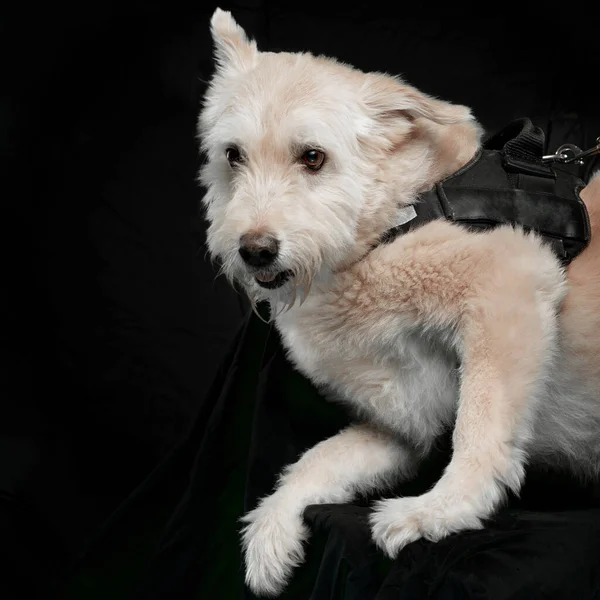 Vit Mogen Hund Slitage Koppel Liggande Isolerad Svart Bakgrund — Stockfoto