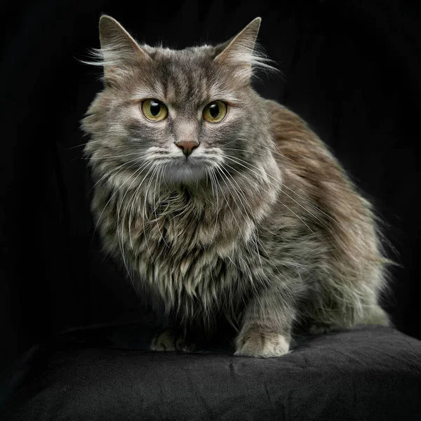 Plný Pohled Gray Tabby Roztomilé Kotě Domácí Mazlíčci Životní Styl — Stock fotografie