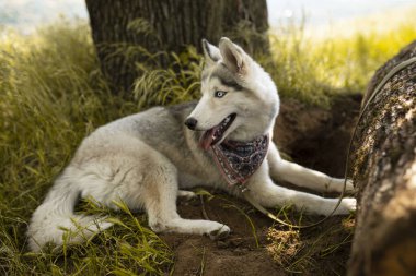 Muhteşem bir Husky 'nin yan portresi. Husky kahverengi gri-beyaz bir cekete sahiptir, parlak mavi gözleri vardır ve kuyruğunu kaldırır. Dili ağzından sarkıyor ve çok tatmin olmuş görünüyor.