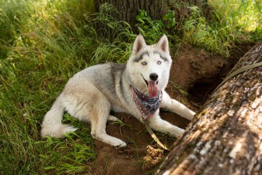 Husky 'nin beyaz gri bir kürkü, parlak mavi gözleri var, çimlerin üzerinde dinleniyor. Dili ağzından sarkıyor..