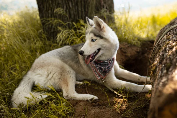 Side Portrait Magnificent Husky Husky Has Brownish Gray White Coat — ストック写真