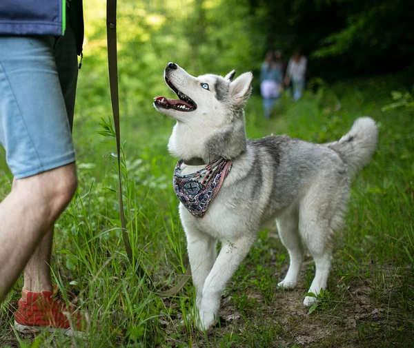 Man Spelen Met Husky Het Gras Een Zomerdag — Stockfoto