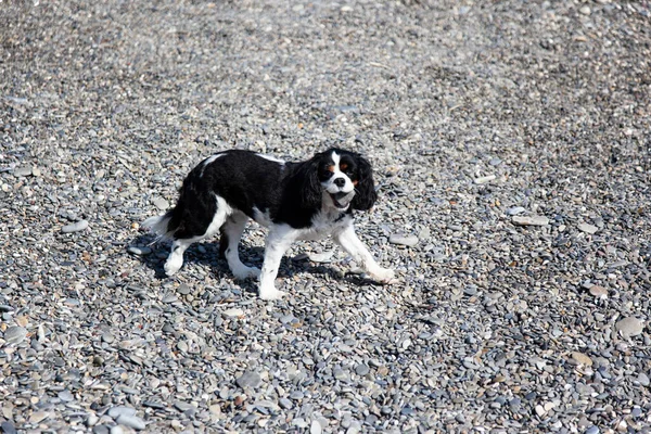 Beautiful Black Cocker Spaniel Enjoys Sunny Day Beach Early Summer — Foto de Stock