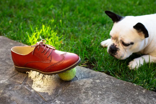 image of a shoe with a tennis ball under the sole, a dog looking at the ball.