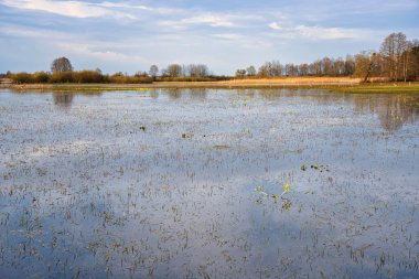 Biebrza 'da bahar selleri, akşam yürüyüşleri çayırlar, kadife çiçekleri ve su, manzara