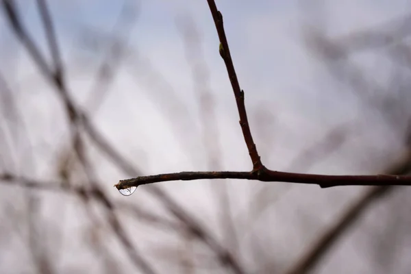 Ein Einsamer Tropfen Ende Eines Zweiges Blattlose Zweige Vorfrühling Verschwommener — Stockfoto