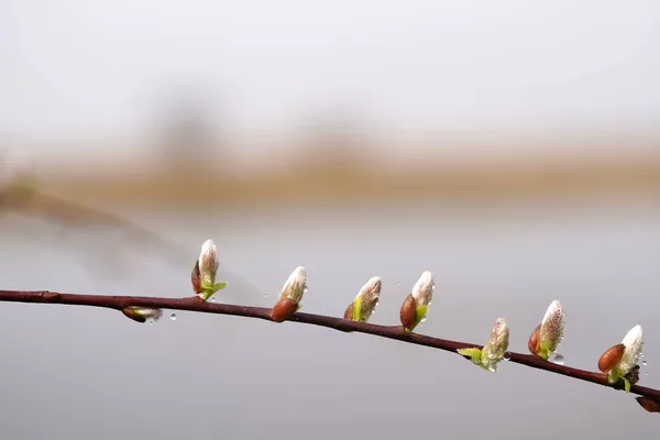 Water Drops Twig Pussy Willow Branches Catkins Early Spring Biebrza — Fotografia de Stock