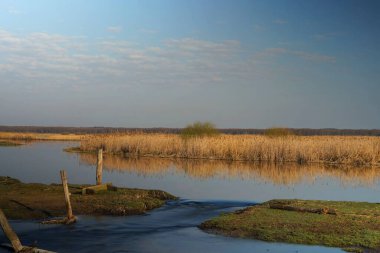 Biebrza Nehri kıyısında bir bahar sabahı, tahrip olmuş bir çitten direkler, bir çayıra akan nehir suyu, bir Nisan manzarası