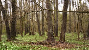 Biebrza 'da ilkbahar başları, kızılağaç ormanı ve şakayık halıları, Nisan manzarası.