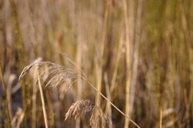 Geçen yılın kamış çiçeği Biebrza bataklıklarında, ilkbaharın başlarında, bokeh ve kopyalama alanı