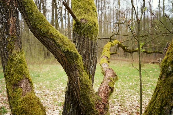 Biebrza 'da ilkbaharın başlarında, ormanın kenarında yosunla kaplı bir ağaç...