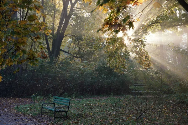 Ekim 'de parkta, sonbahar gündoğumu, sis ve akçaağaç yaprakları arasında parlayan güneş ışınları.