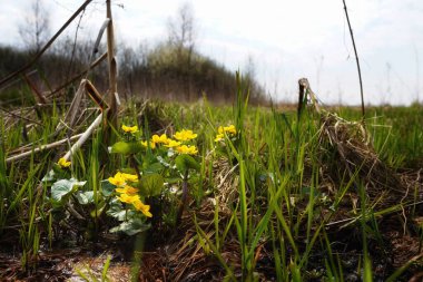 Biebrza bataklığının ilk baharında, bataklık kadife çiçekleri genç çimlerde açar, Nisan doğası, yakın plan, kopyalama alanı, detay