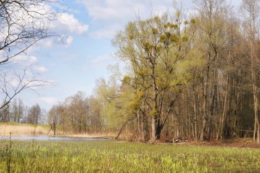Nisan 'da Biebrza Vadisi' nde orman kenarı ve bahar seli ovaları, selli çayırlarla dolu güneşli manzara, ökseotu olan kavak ağaçları.