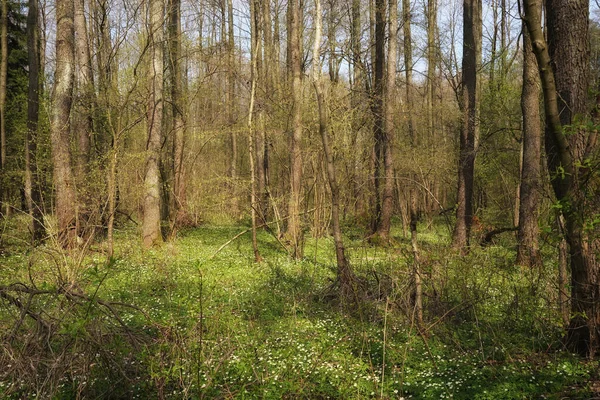 Tidig Vårfjällsskog Aprilvitsippor Skogsbotten Solig Dag Bland Träden — Stockfoto