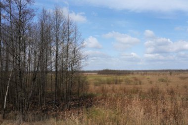 Bahar Biebrza Bataklıkları 'nda, Nisan ayı sazlıklarla, kızılağaç ormanlarıyla, ağaçlarla kaplanmış bataklıklar, iklim değişikliği, aydınlık gün, gökyüzü, bulutlar, kopyalama alanı.