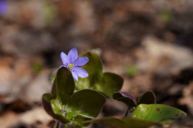 Ormanda ilkbahar, çiçek açan hepatika güneş ışığı, yakın plan, bokeh, Nisan doğası tarafından aydınlatılır.