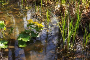 Bahar başlarında, Nisan 'da Biebrza Vadisi' nde, güneş ışığı, yansıma, yakın çekim, bokeh, Nisan doğası tarafından aydınlatılan bir yığın kadife çiçeği.