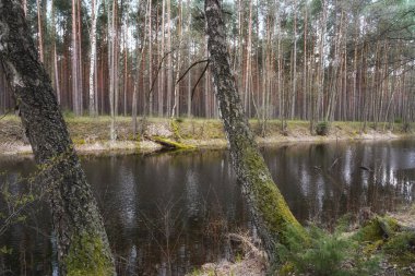 Nisan 'da Biebrza Vadisi' nde, ilkbaharın başlarında, iki yosunlu huş ağacı suyun üzerine eğilmiş, orman manzarası