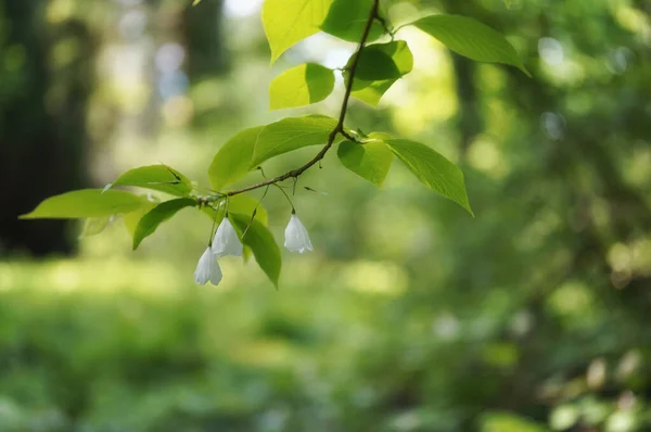 Gemeenschappelijke Zilveren Bel Halesia Tetraptera Witte Bloemen Verse Bladeren Bosachtergrond — Stockfoto